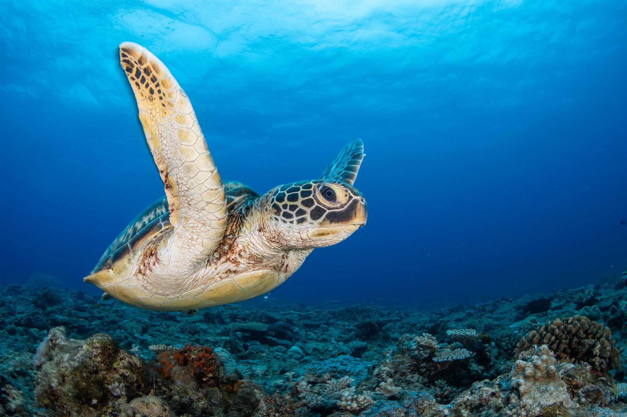 Underwater In Japan: Tokyo, Okinawa, And Ishigaki