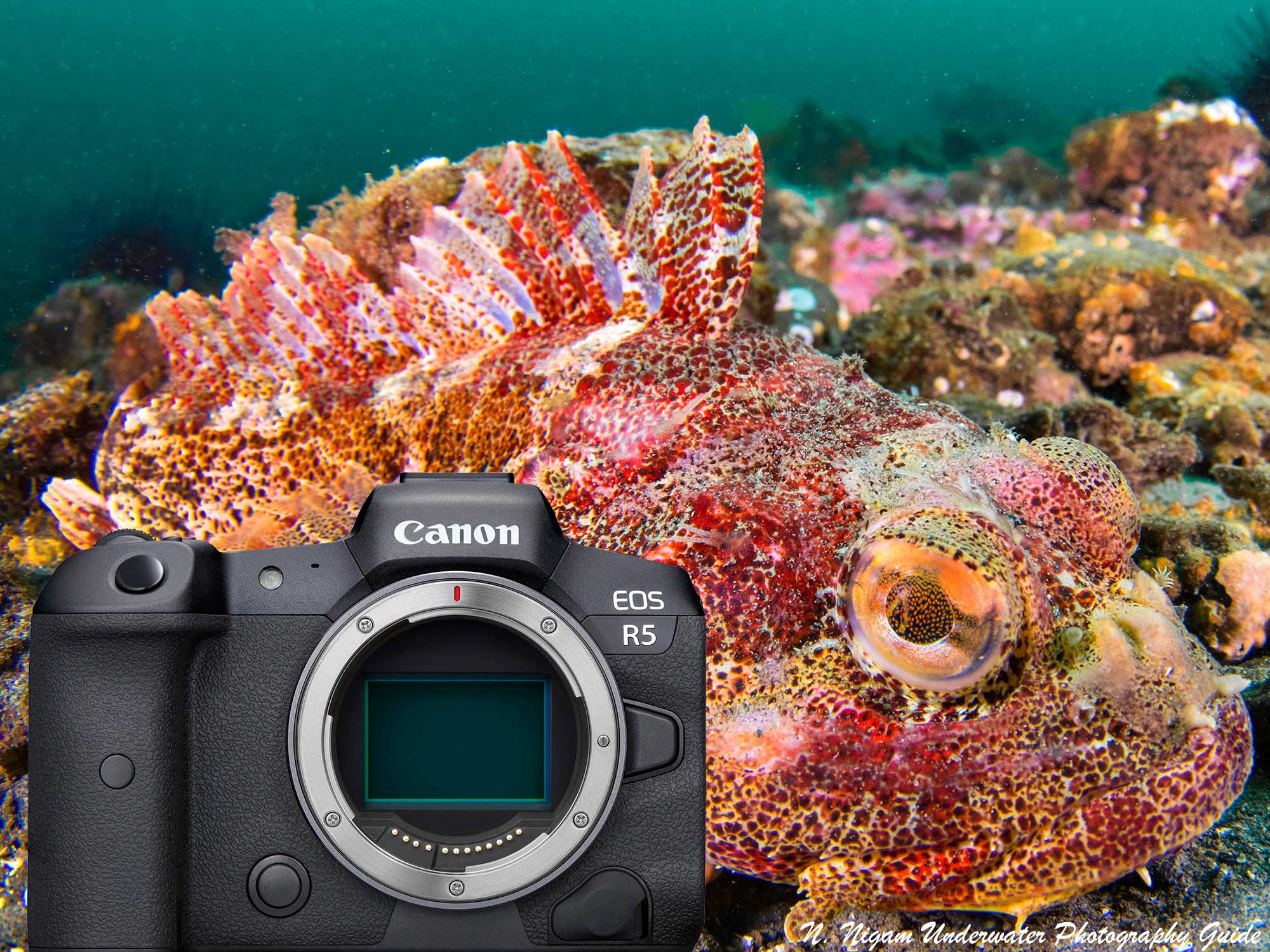 Capture Great Photos in Blue Water - Underwater Photography Guide