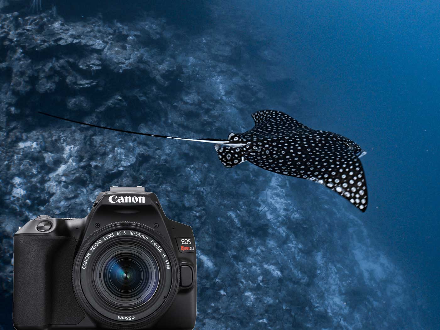 Ikelite 200DLM/C Underwater TTL Housing for Canon EOS 250D Rebel SL3, –  Reef Photo & Video