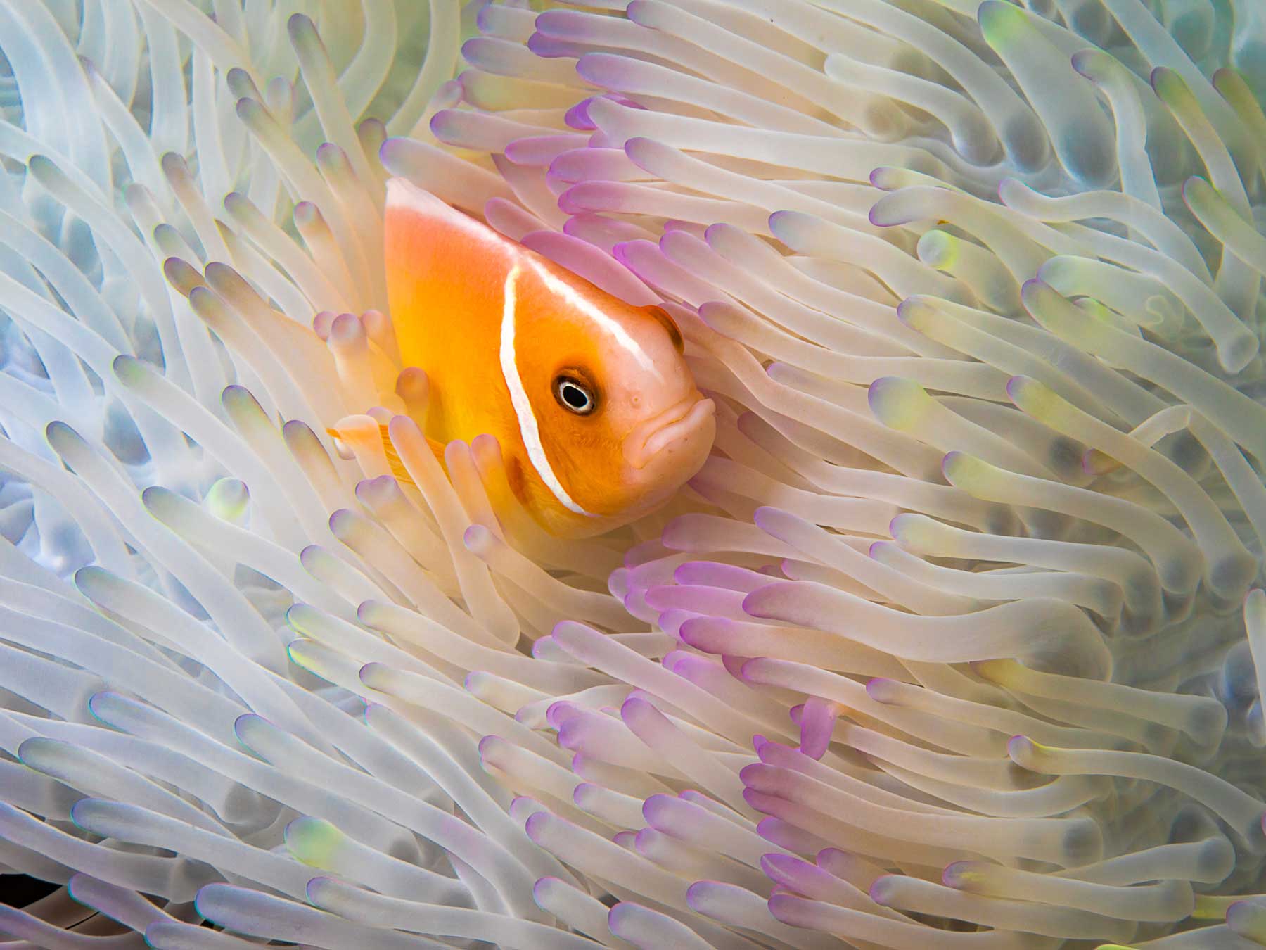 Surprise clown fish  Dedicated To The Smallest Of Skiffs