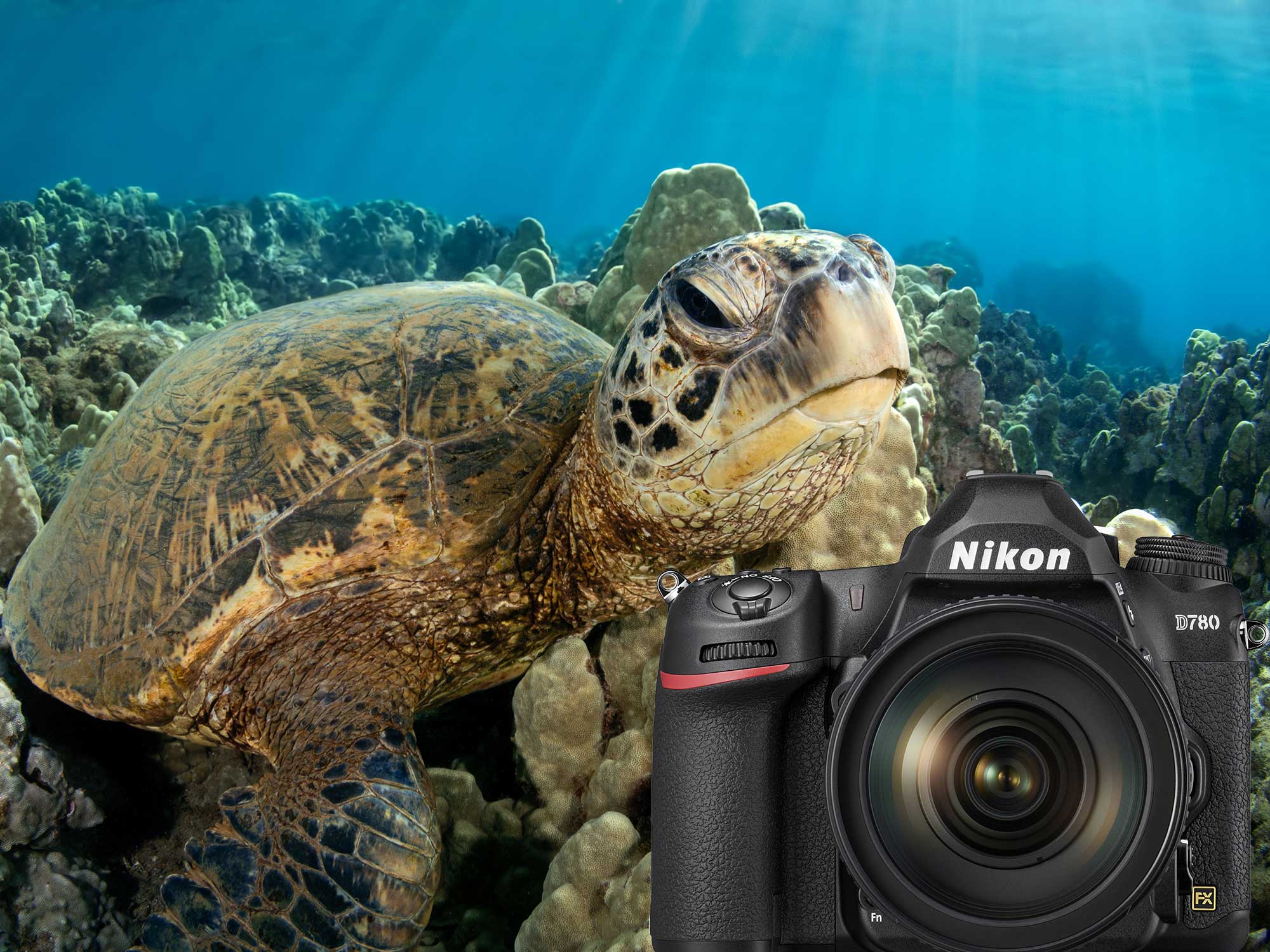Nikon Z50 Underwater Photos