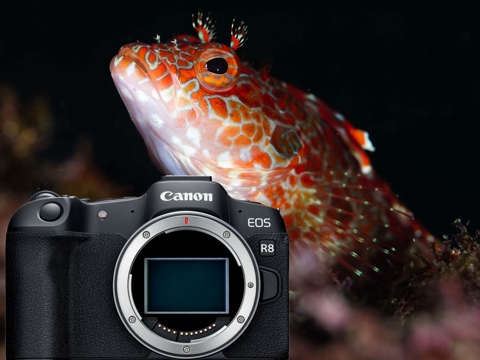 Underwater Fishing Cameras Market Progression: Navigating Growth