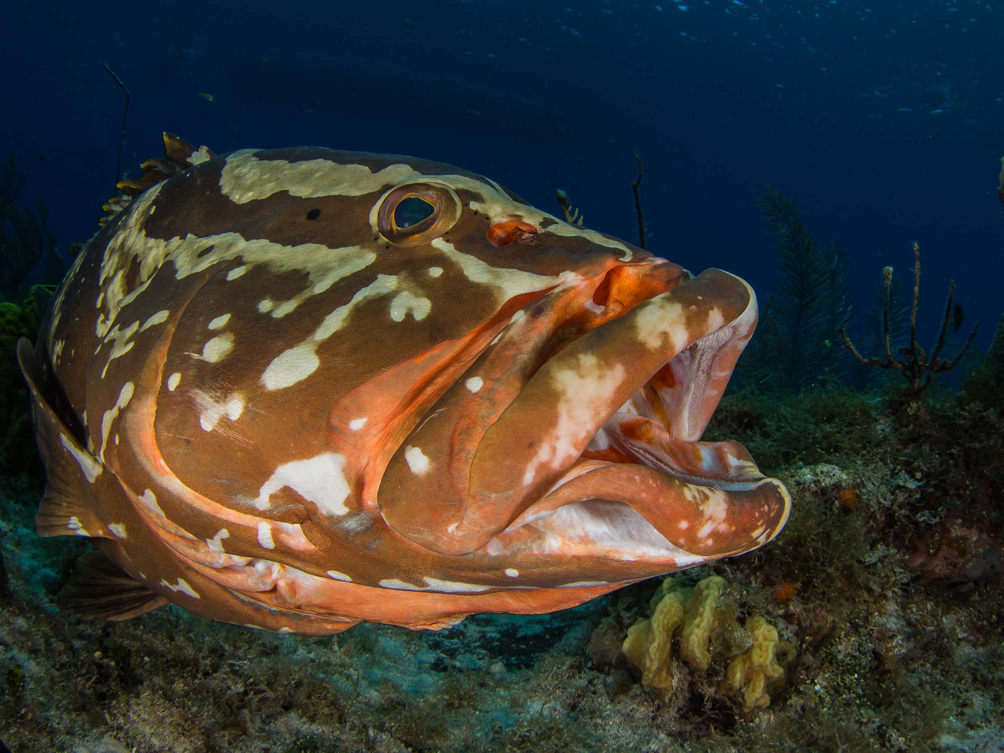 Grouper fish clearance