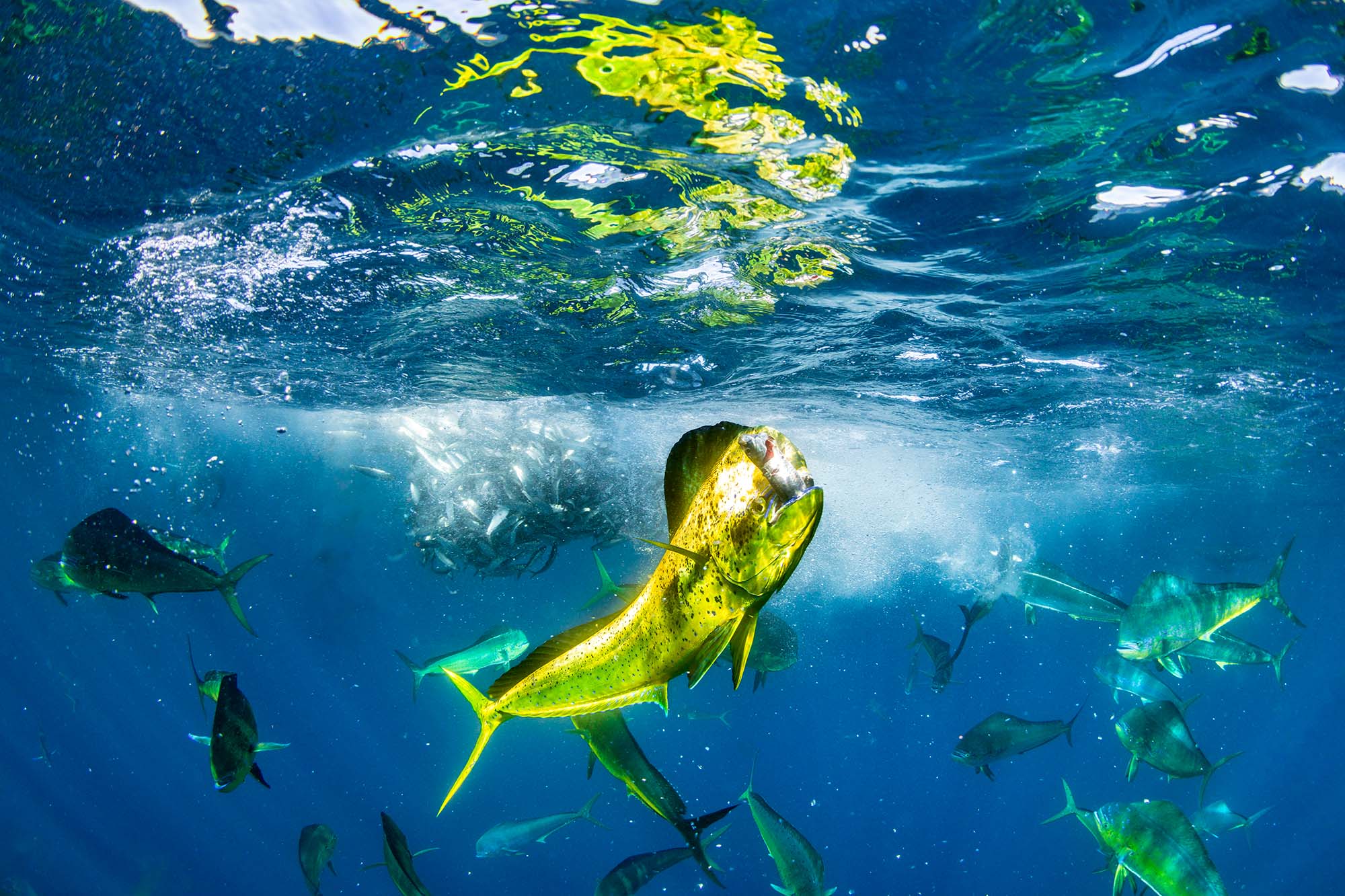 Behind the Shots: Ocean Photographer of the Year 2024