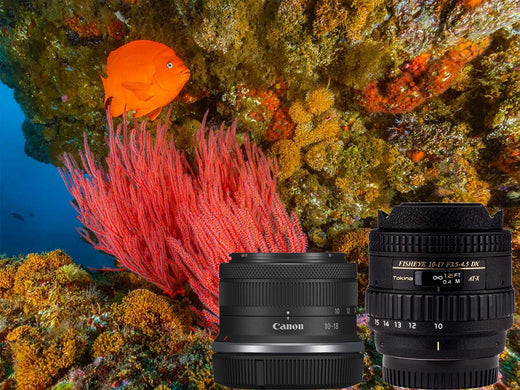 Wide Angle Showdown: Canon RF-S 10-18mm vs Tokina 10-17mm Underwater