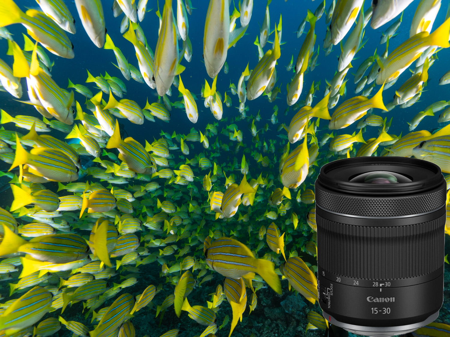 Canon RF 15-30mm f/4.5-6.3 IS STM Lens Review & Results