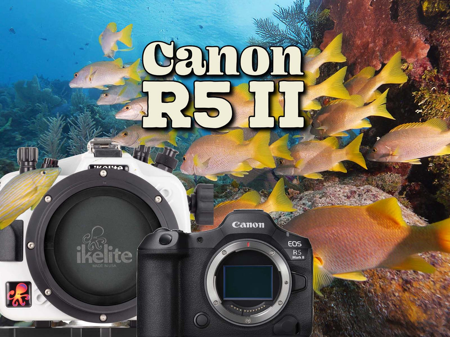 Canon R5 II Underwater in Little Cayman // Ikelite 200DL Underwater Housing [VIDEO]