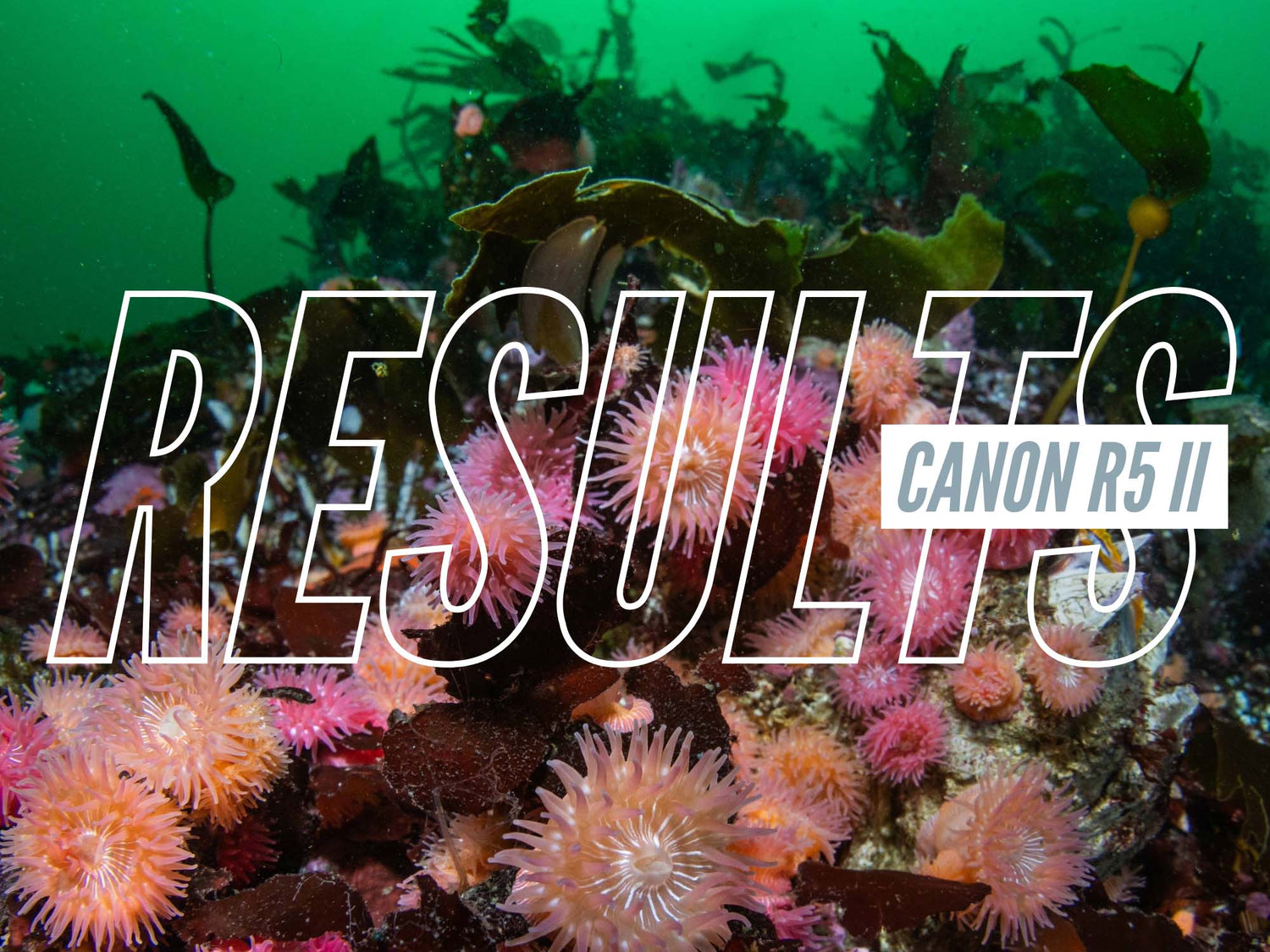 Canon R5 II FIRST RESULTS Underwater in the Pacific Northwest [VIDEO]