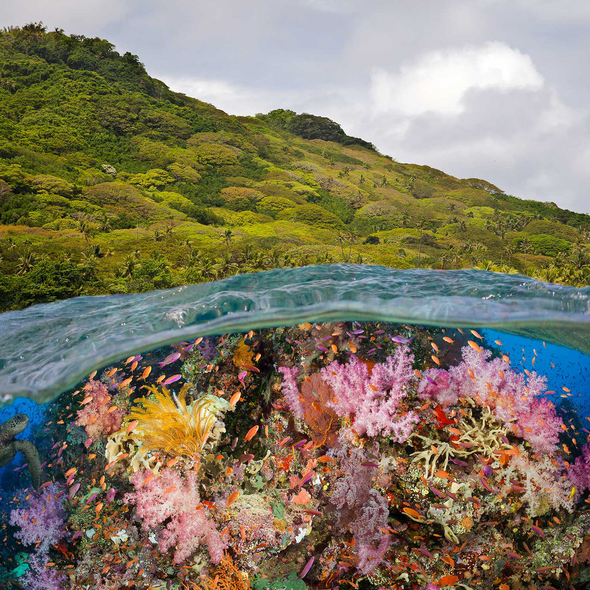 Diving Fiji by Liveaboard