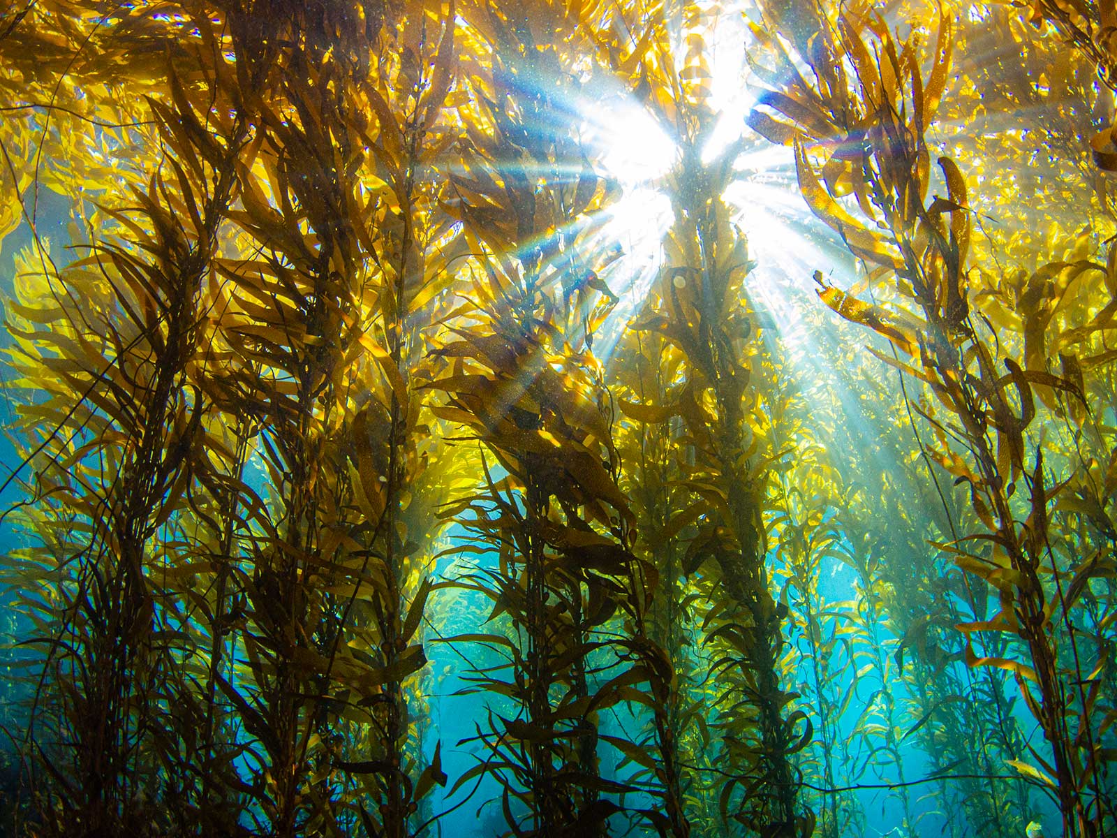 Aquaculture of giant kelp - Wikipedia