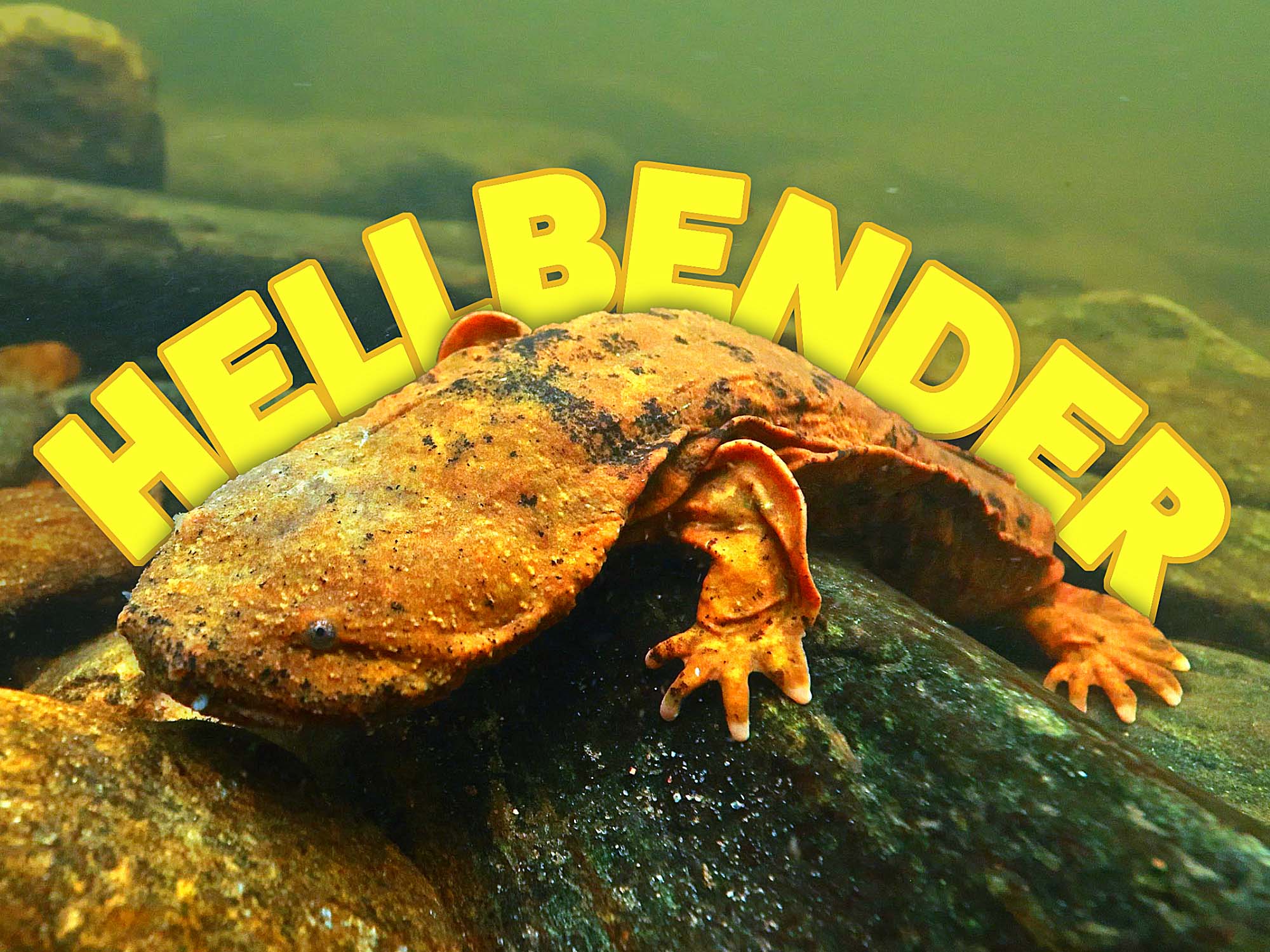 HELLBENDER Underwater Results with the Canon RF 10-20mm F4L Lens [VIDEO]