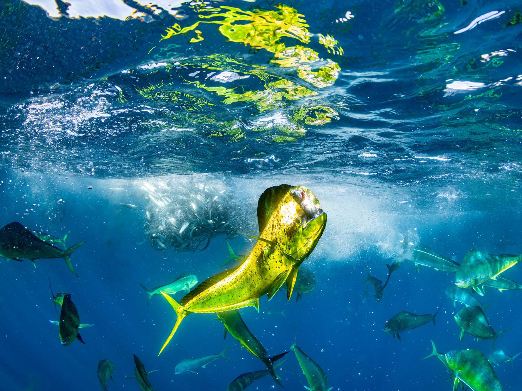 Behind the Shots: Ocean Photographer of the Year 2024