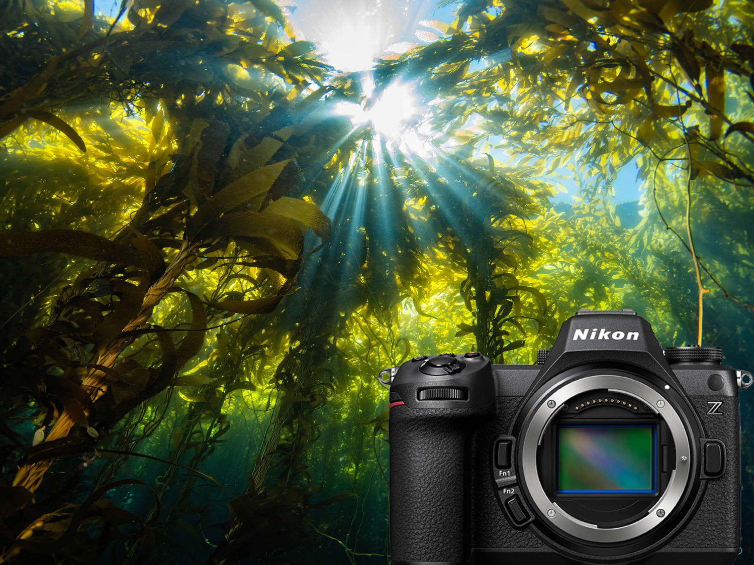 Nikon Z6 III Underwater Review & Results