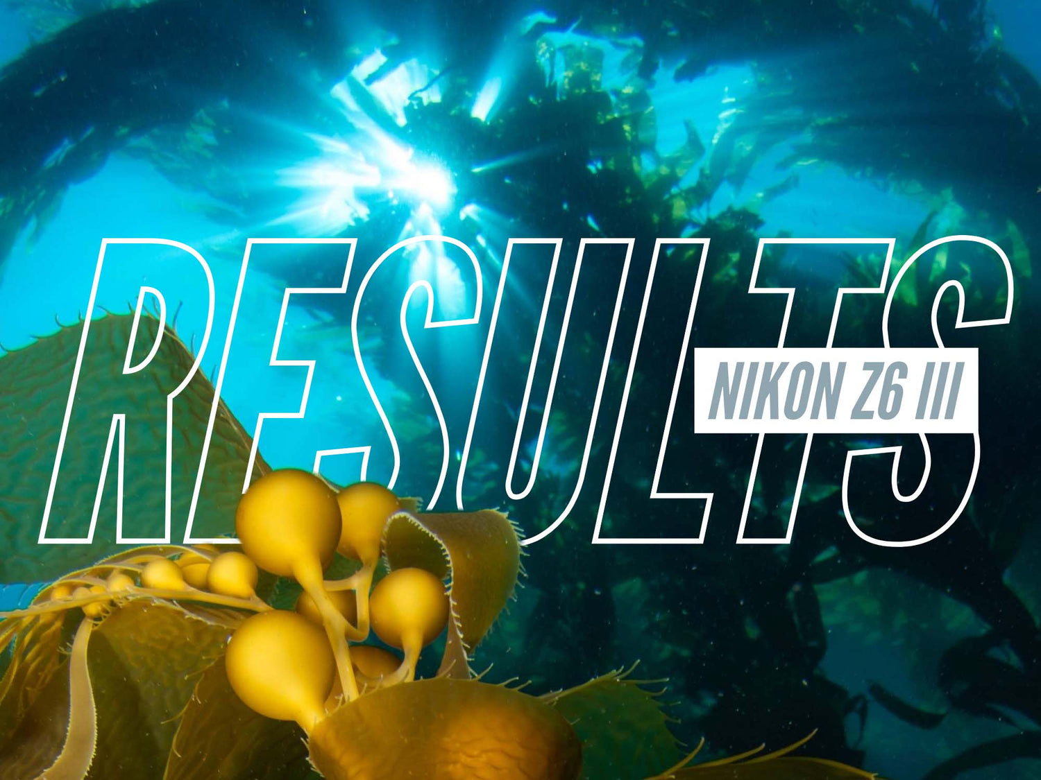 FIRST RESULTS Nikon Z6 III Underwater in California [VIDEO]