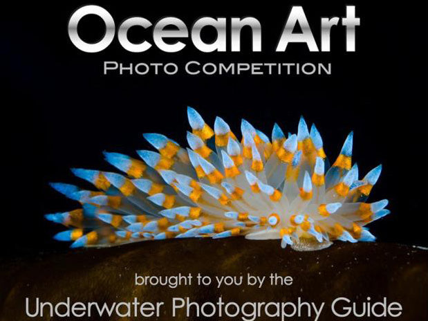 Ocean Art 2024 Photo Competition Now Accepting Entries