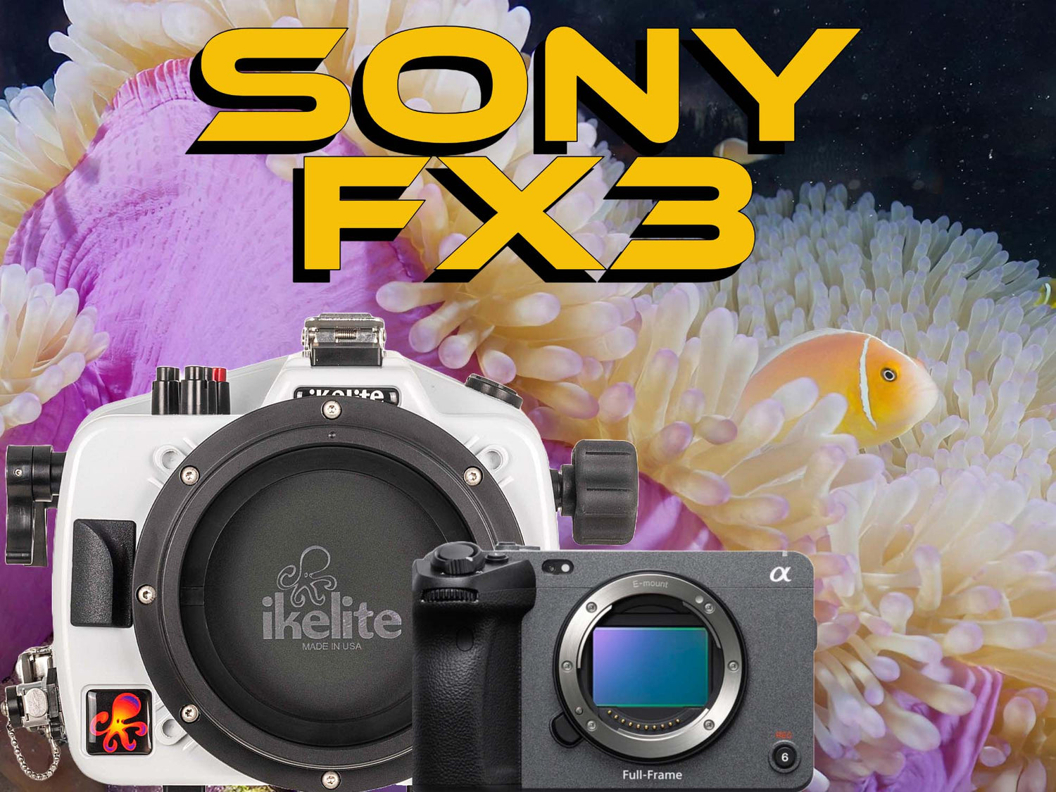 Clownfish and Anemone in Yap with the Sony FX3 in Ikelite 200DL Underwater Housing [VIDEO]