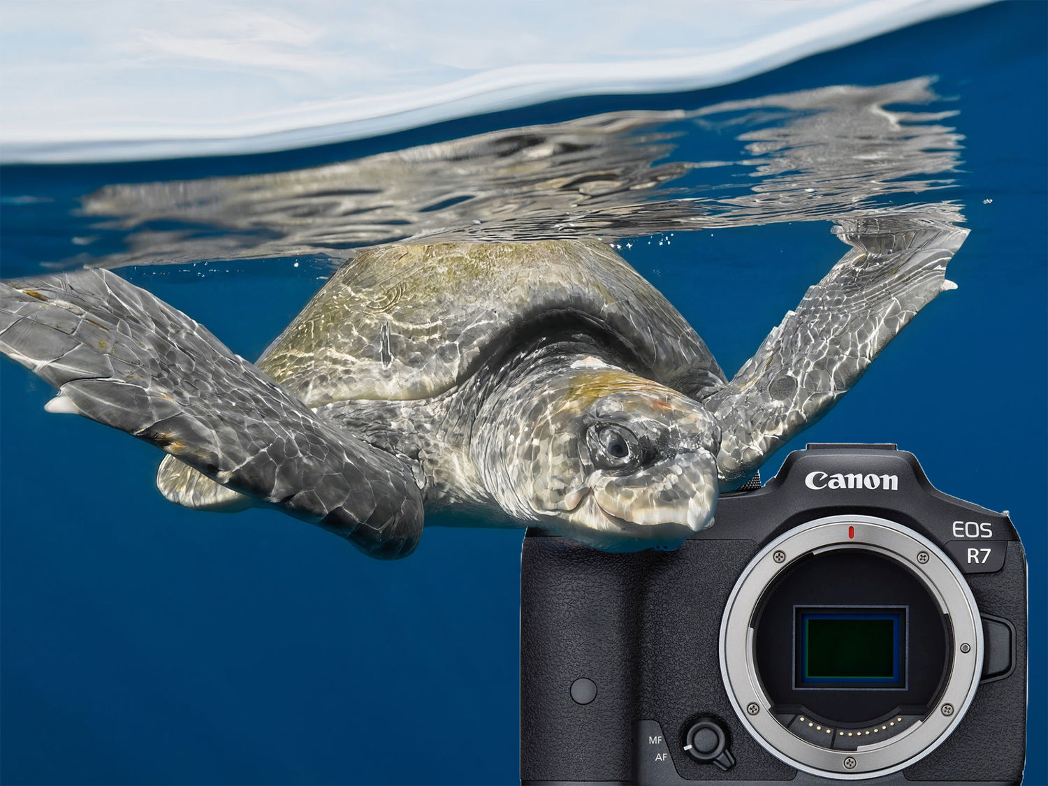 Cruising Sea Turtle in Mexico with the Canon EOS R7 and Ikelite Housing [VIDEO]