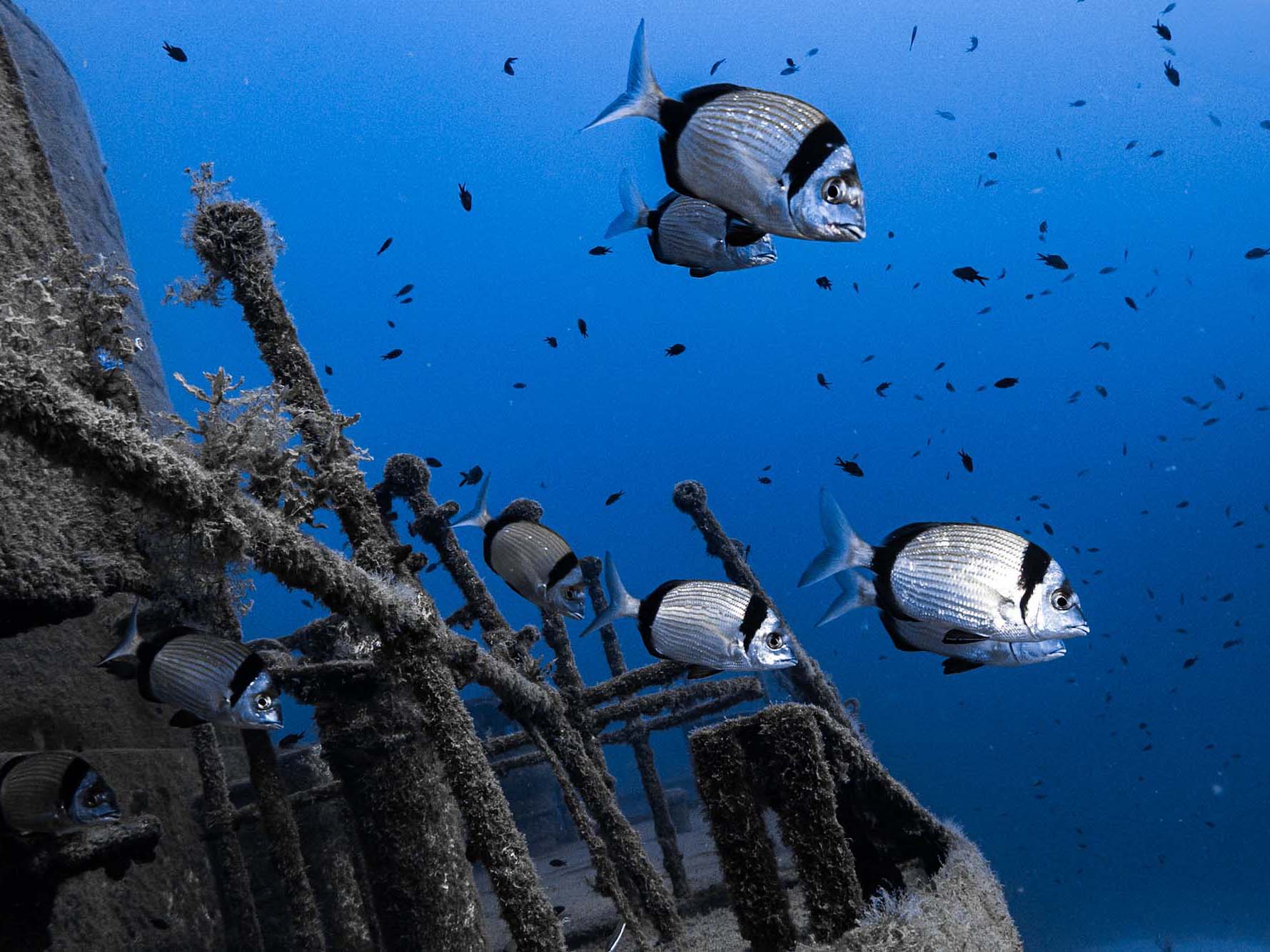 School of Black Striped Sea Breams swim around an underwater wreck. Image by Antonio Implatini using an Ikelite underwater housing