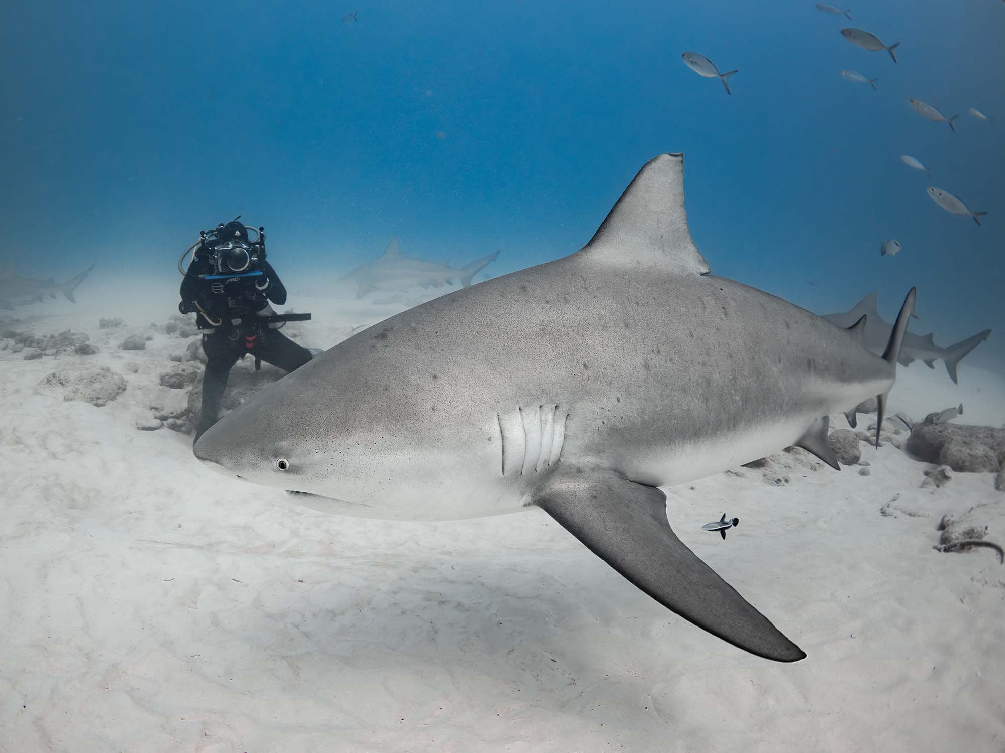 Event | Underwater Photography and Shark Conservation Workshop | December 14, 2024