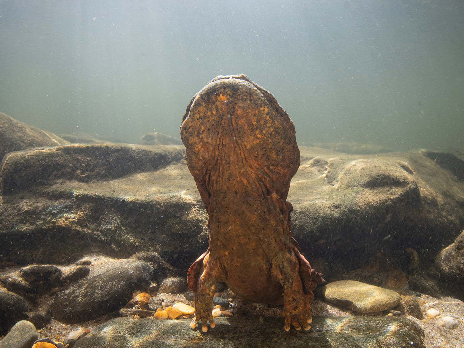 Creature Feature: Hellbender Salamander