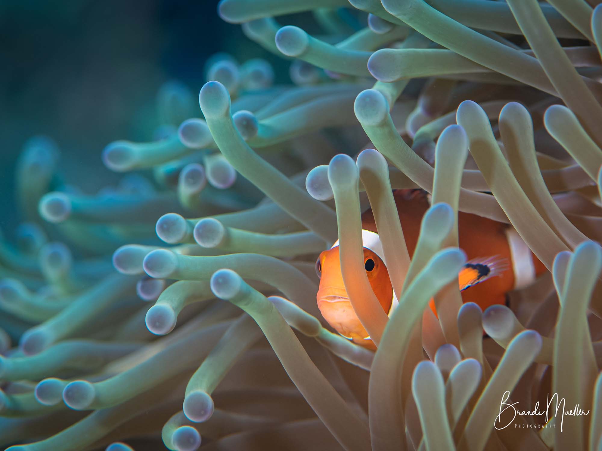 How Muck Diving Can Improve your Underwater Photography