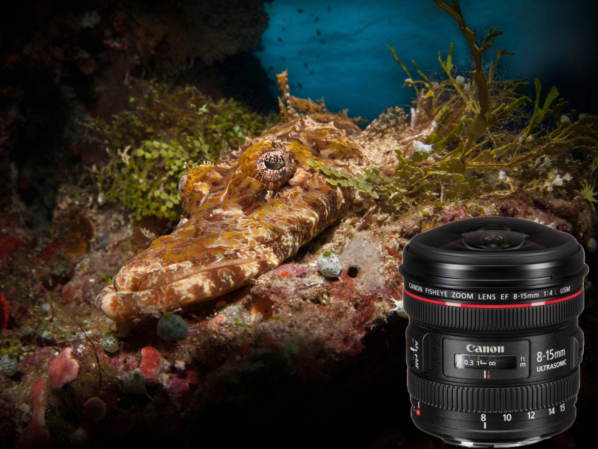 GET the Canon 8-15mm Fisheye Before It's GONE! // Underwater Review &