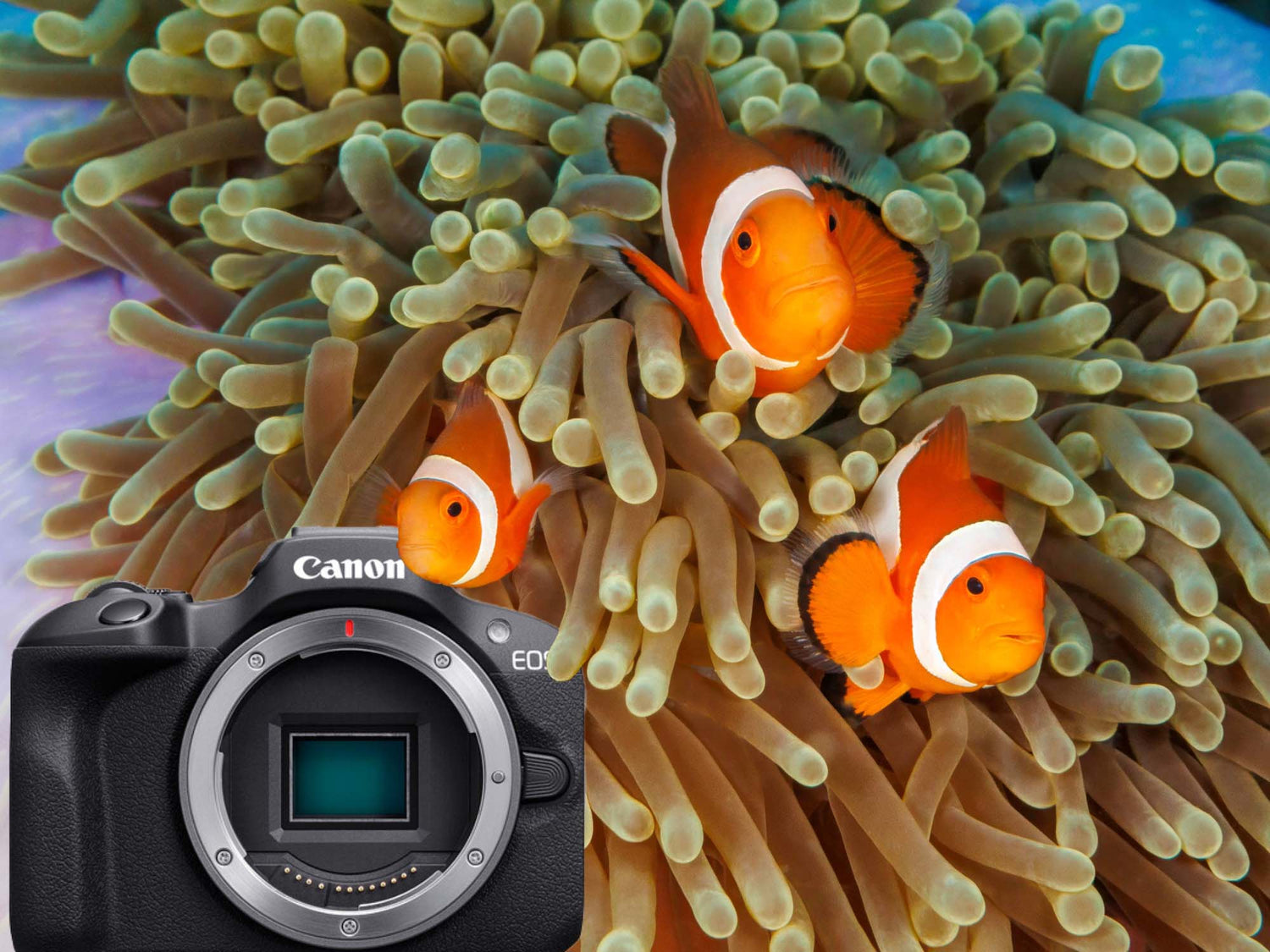 Clownfish image with a Canon R100 camera in the foreground. Clownfish image by Jennifer Ross for Ikelite underwater system Canon R100 results page.