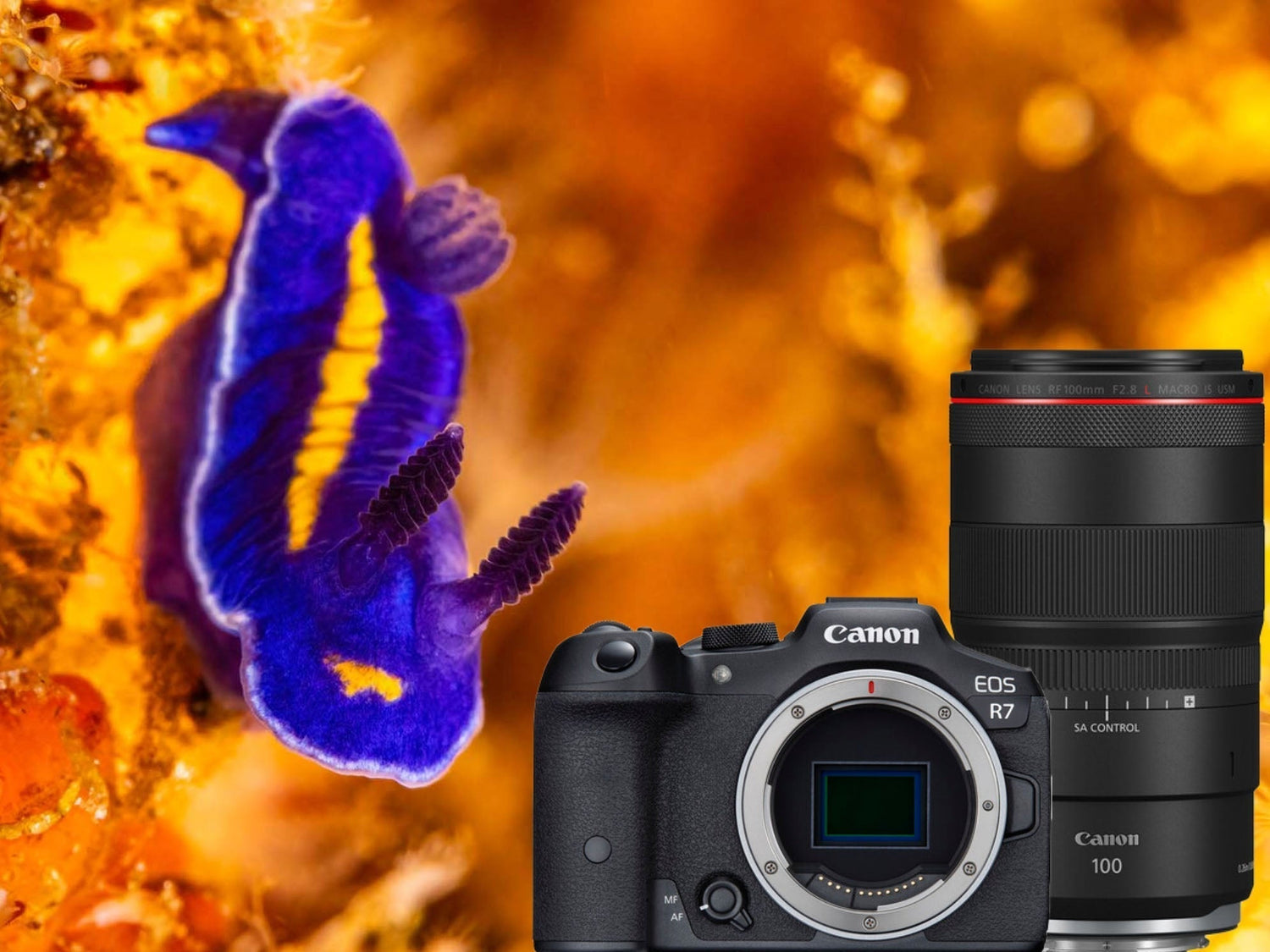 Canon R7 camera with the Canon RF 100mm lens pictured with a nudibranch image by Doug Klug in the background