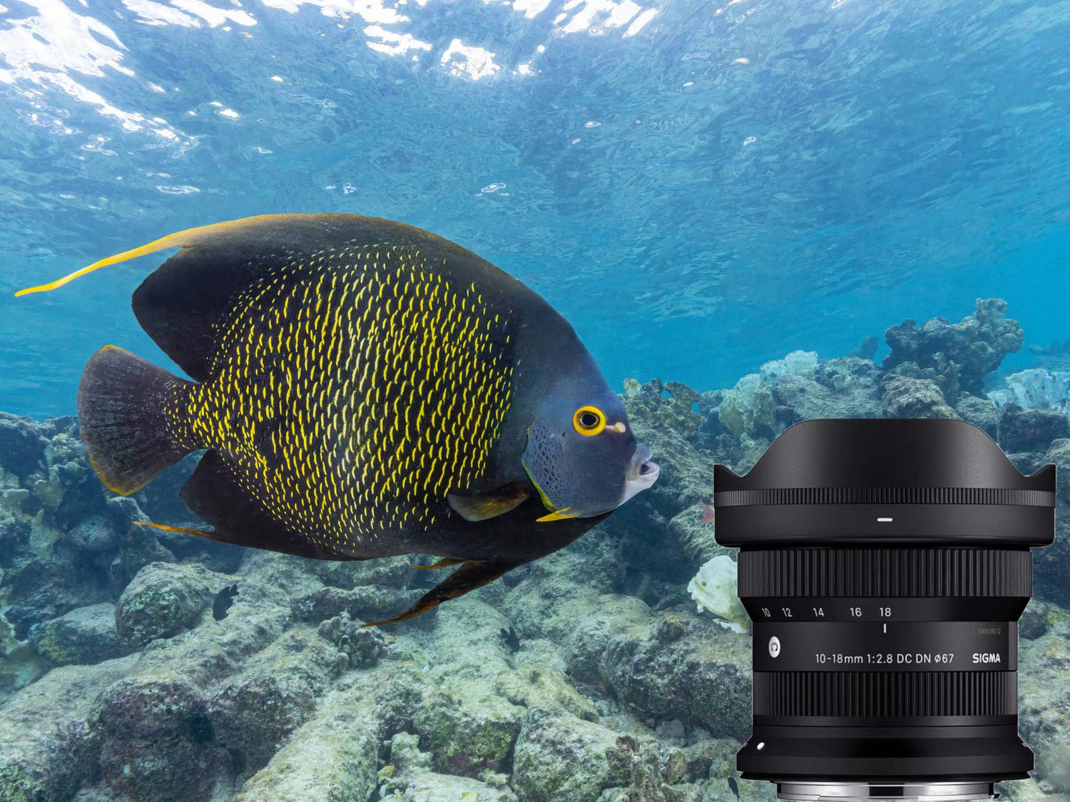 Angelfish with Sigma 10-18mm lens. Angelfish image by Doug Klug taken with Canon R7 and Sigma 10-18mm inside an Ikelite Underwater Housing.