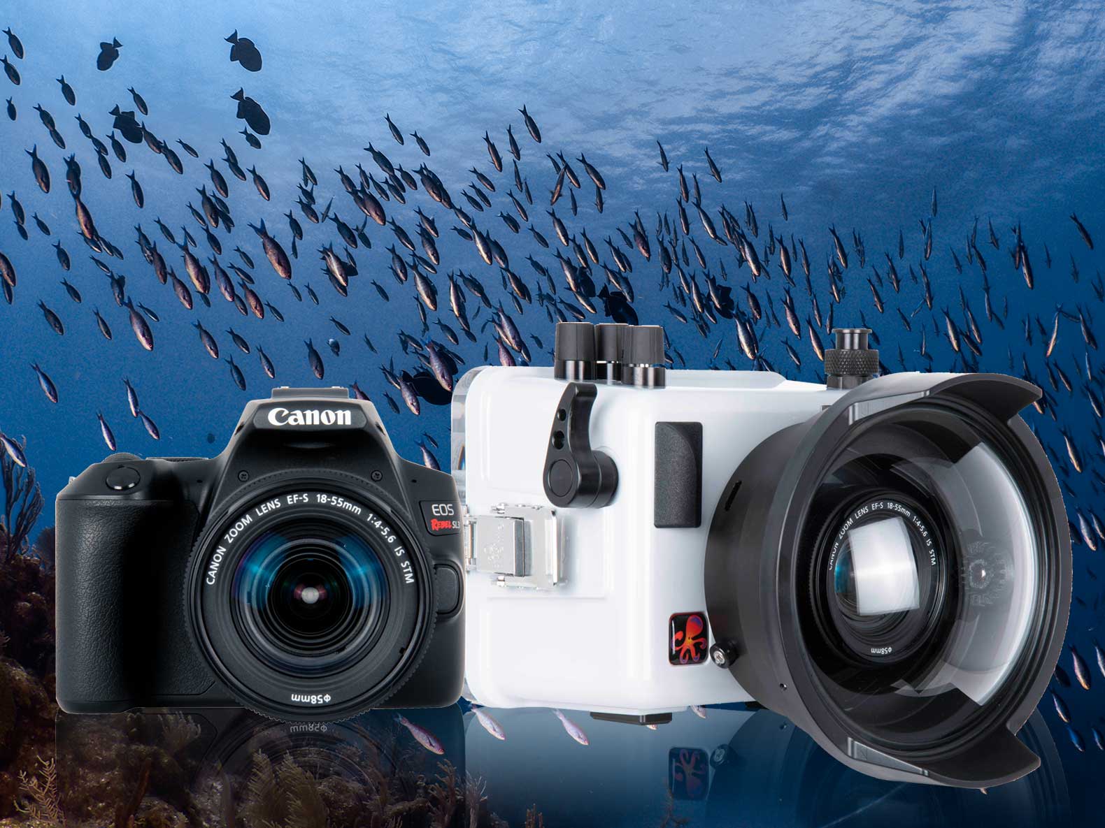 Nikon Z6 Full Frame Mirrorless Underwater Photos