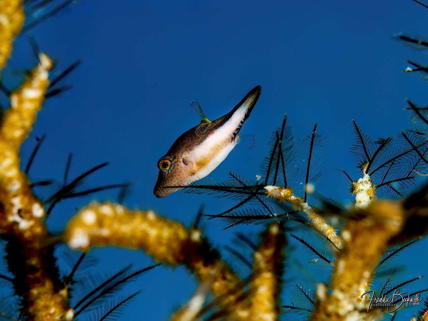 Featured Customers | Freddie Beckwith Underwater with the Canon R8