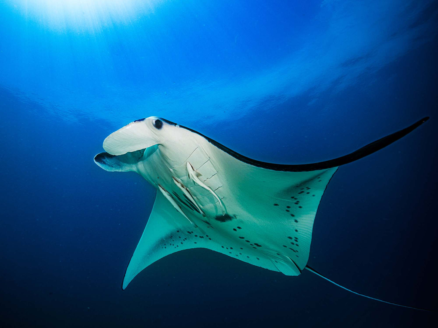 Manta Ray with light rays, image by Fritz Liechti Ikelite ambassador taken in Indonesia