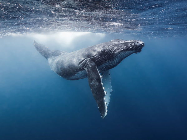 Planning a Trip to Photograph Manatees in Crystal River, Florida