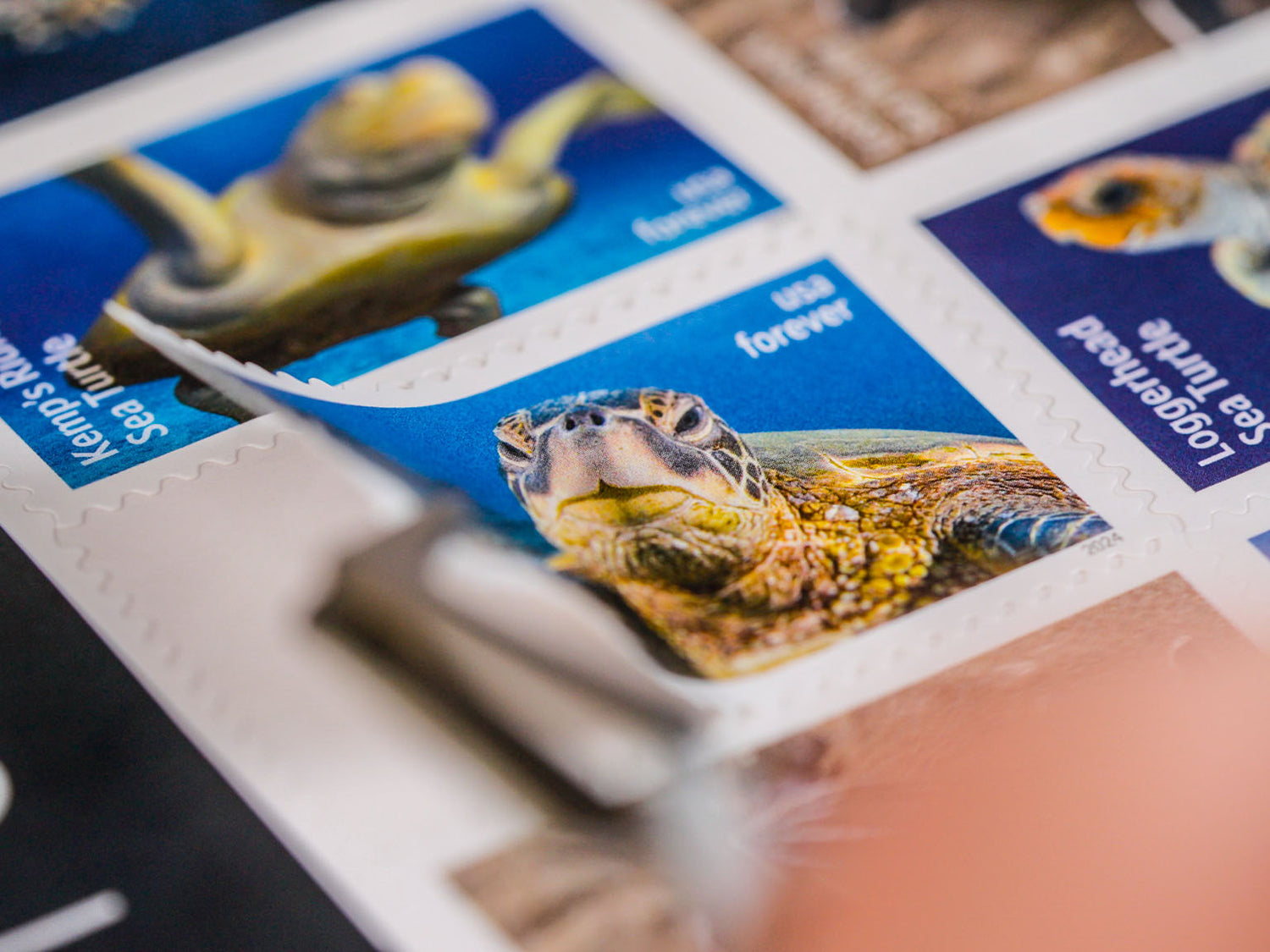 Protect Sea Turtles with a Postage Stamp! [VIDEO]