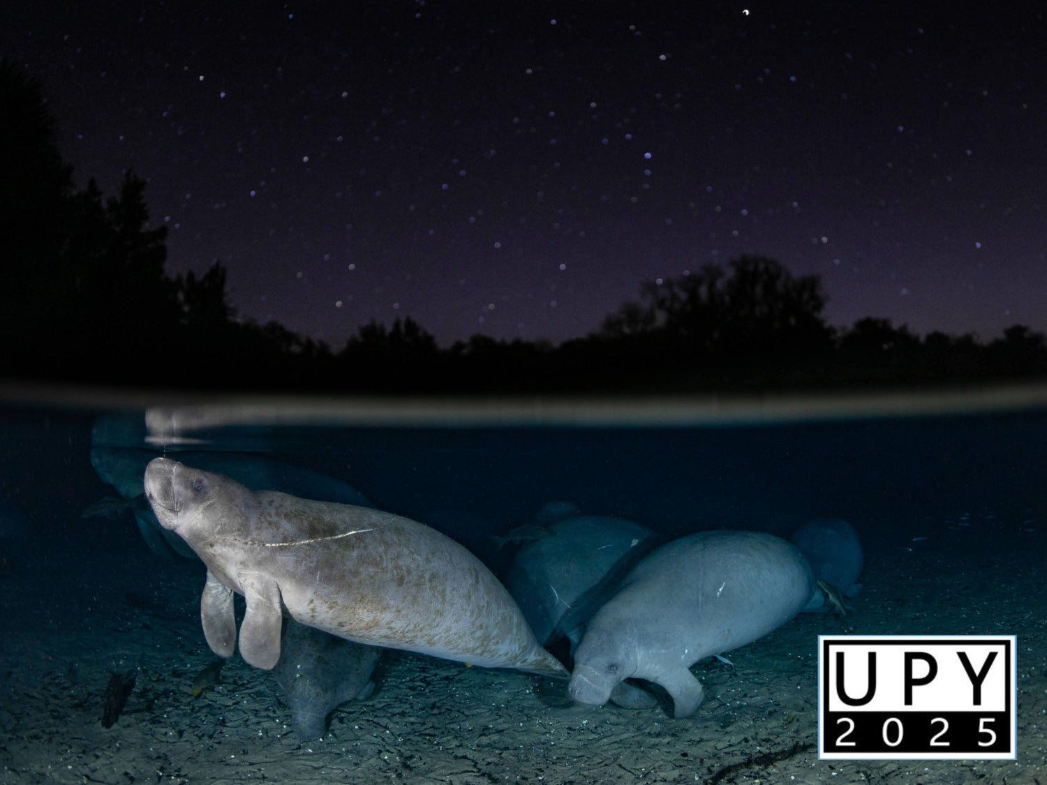 Underwater Photographer of the Year 2025 image by Joseph Ricketts manatees underwater in Florida springs at night