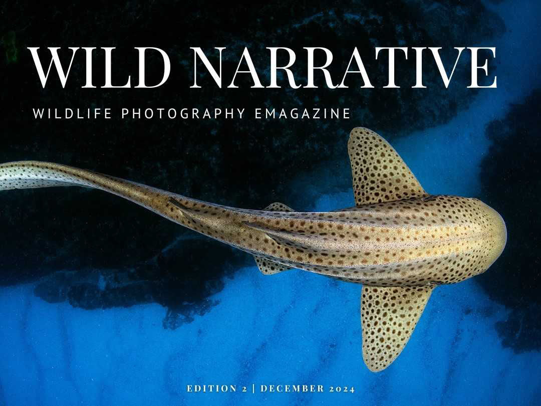 Exciting New Release: Second Edition of Wild Narrative eMag by Josh Blank