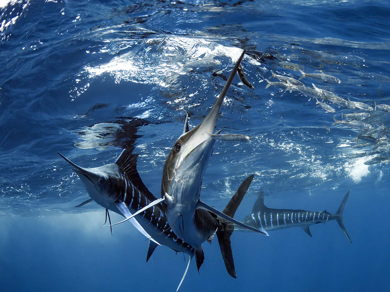 Behind the Lens: Sardine Run in Mexico with Josh Blank