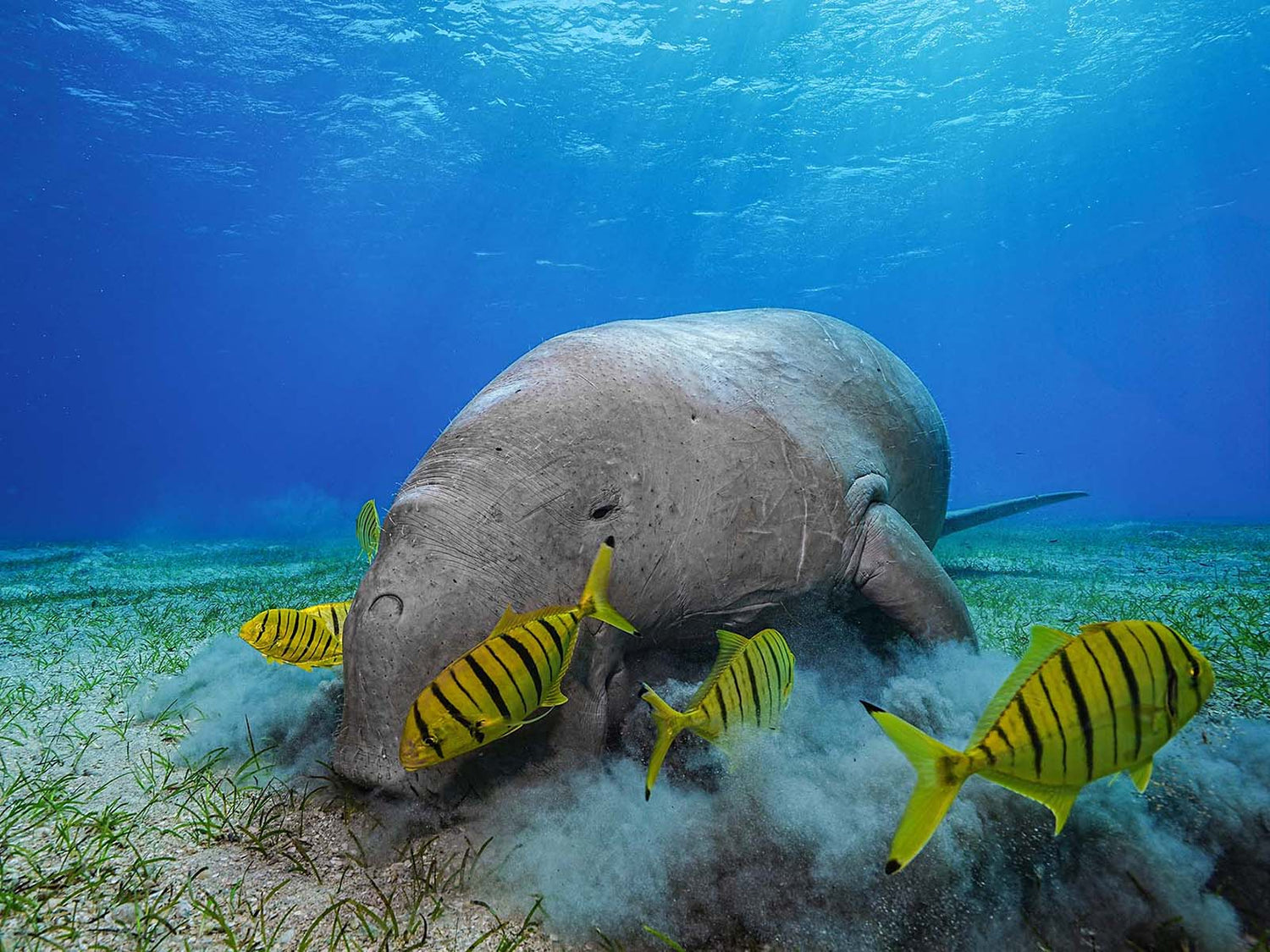 Capturing Gentle Giants: Photographing Dugongs in Marsa Mubarak, Egypt