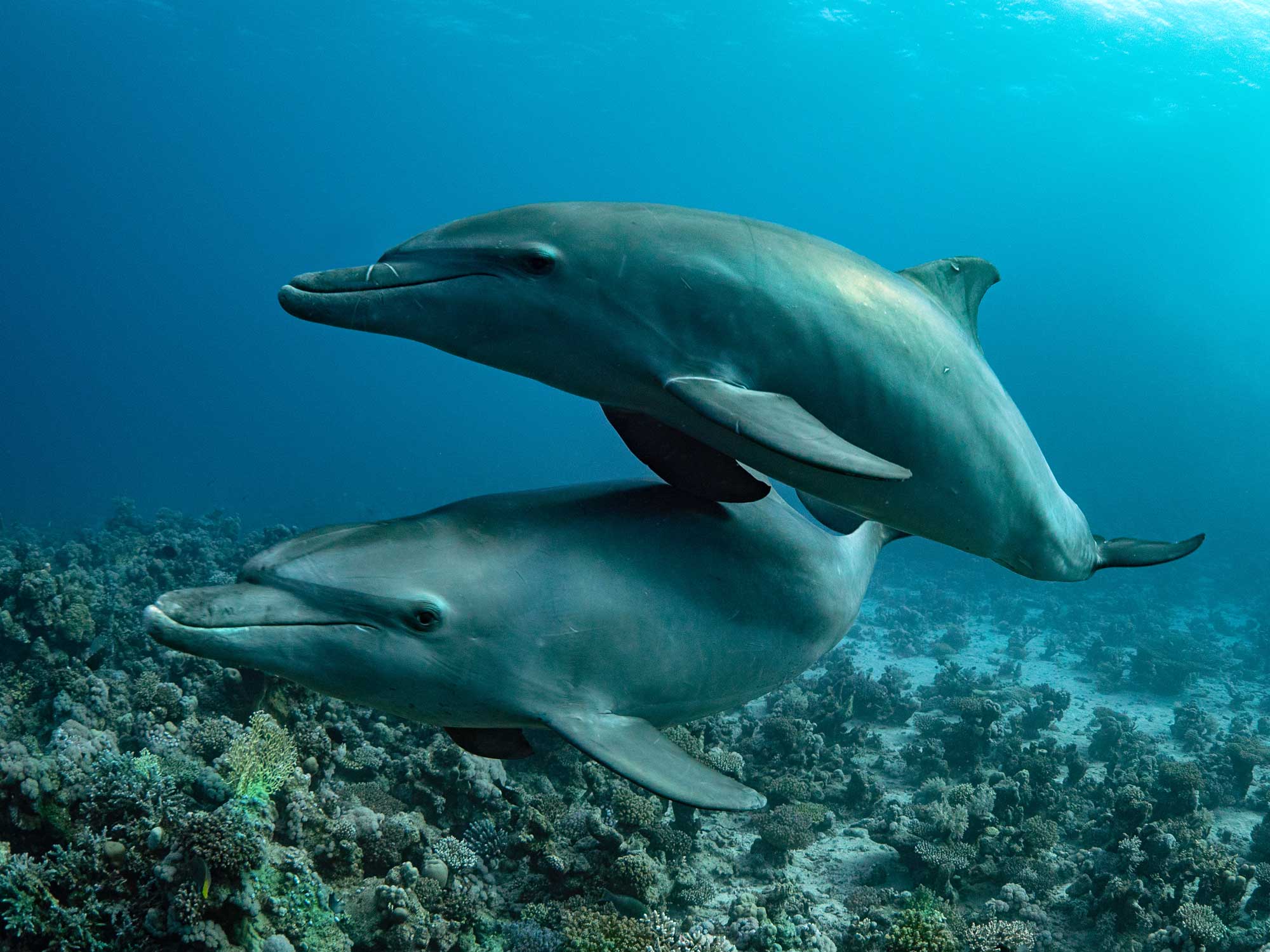 Dolphins and Rays in the Red Sea with the Panasonic GH5 and Trim Weigh