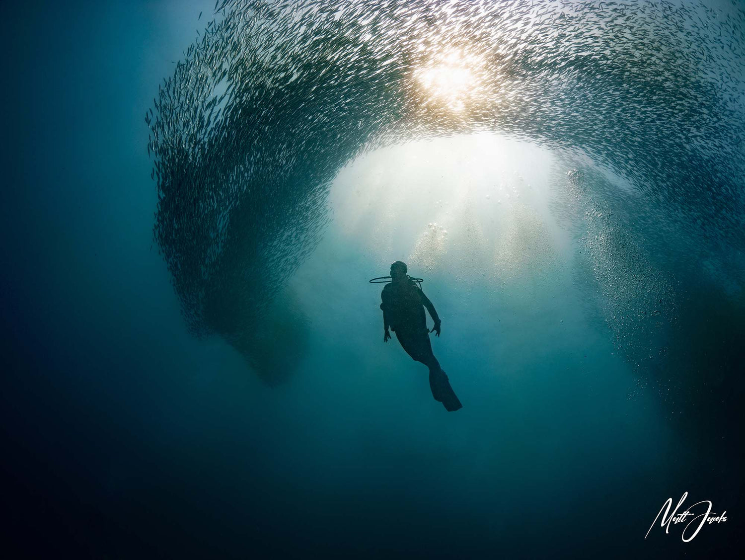 Bait Balls & Thresher Sharks: Underwater Photography in the Philippine