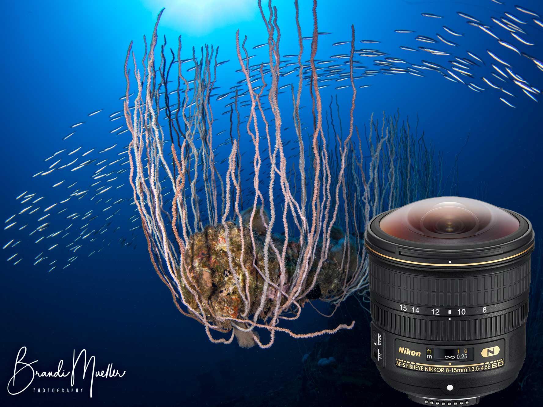 Nikon 8-15mm Fisheye Compact 8 inch Dome Underwater Photos