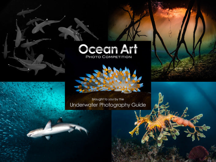 Underwater Photography Guide's Ocean Art 2024 Competition