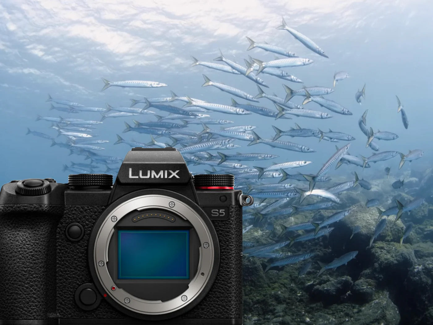 Pansonic Lumix S5 Mirrorless Camera with Ikelite 200DL Underwater in Tenerife Review