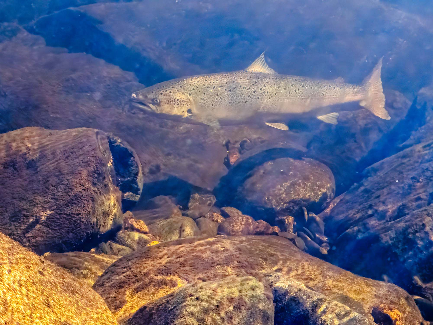 Featured Customers | Phil Riebel Atlantic Salmon in the Renous River [VIDEO]