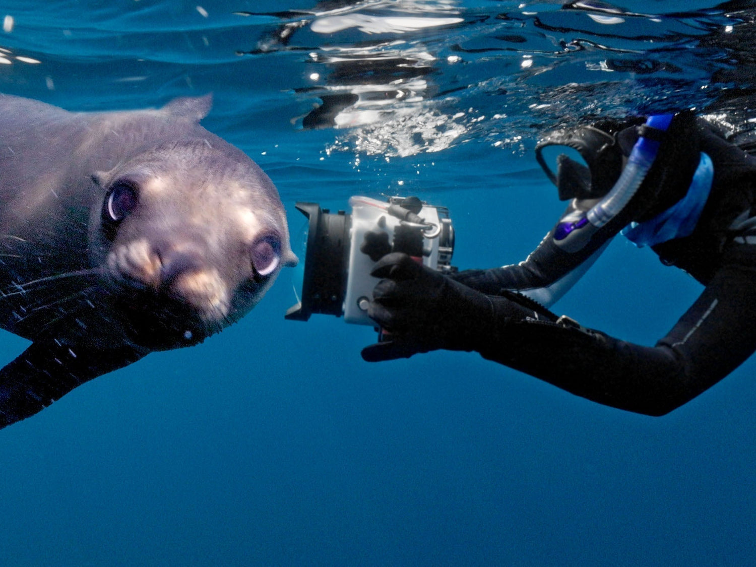 Brandi Mueller photographing a sea lion with an Ikelite underwater housing in Magdalena Bay, Mexico