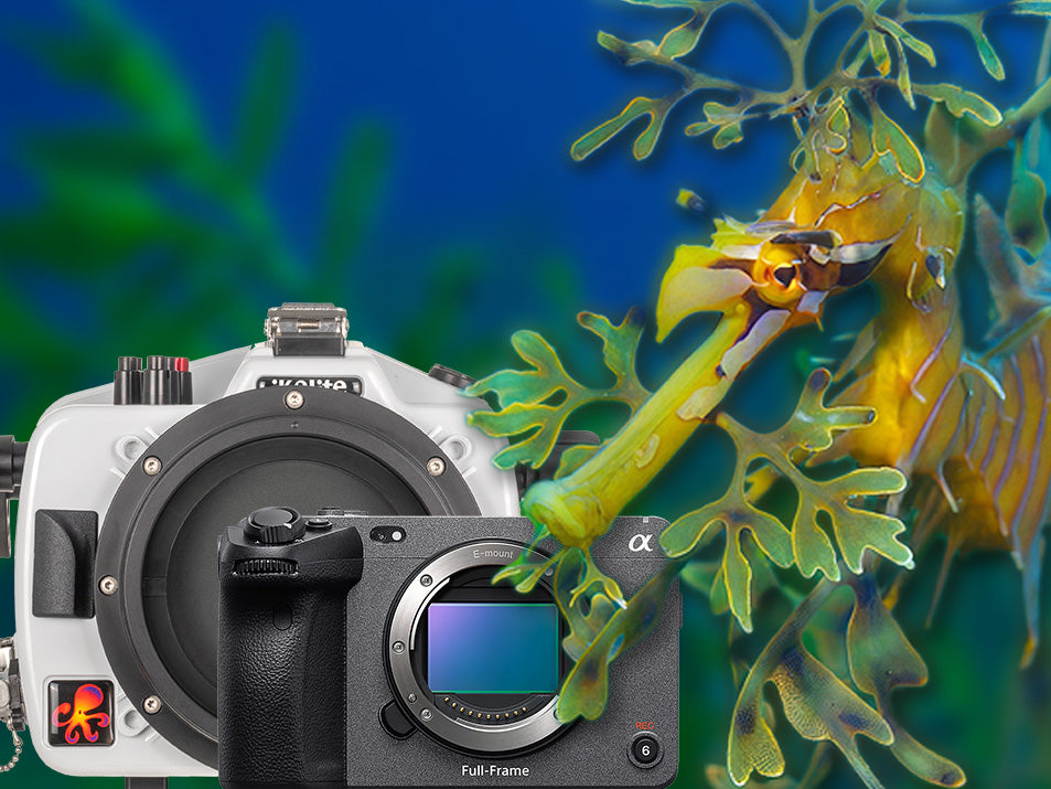 Leafy Seadragon image by James Graham pictured with the Sony FX3 camera and accompanying Ikelite 200DL underwater housing