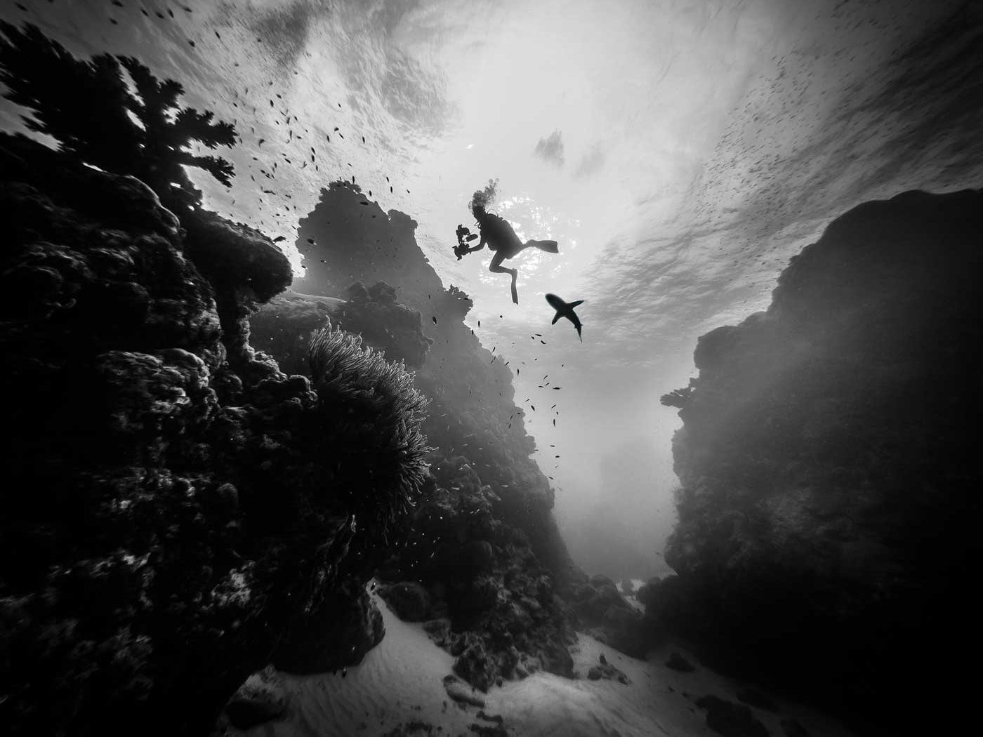 Diver newest in Black & White