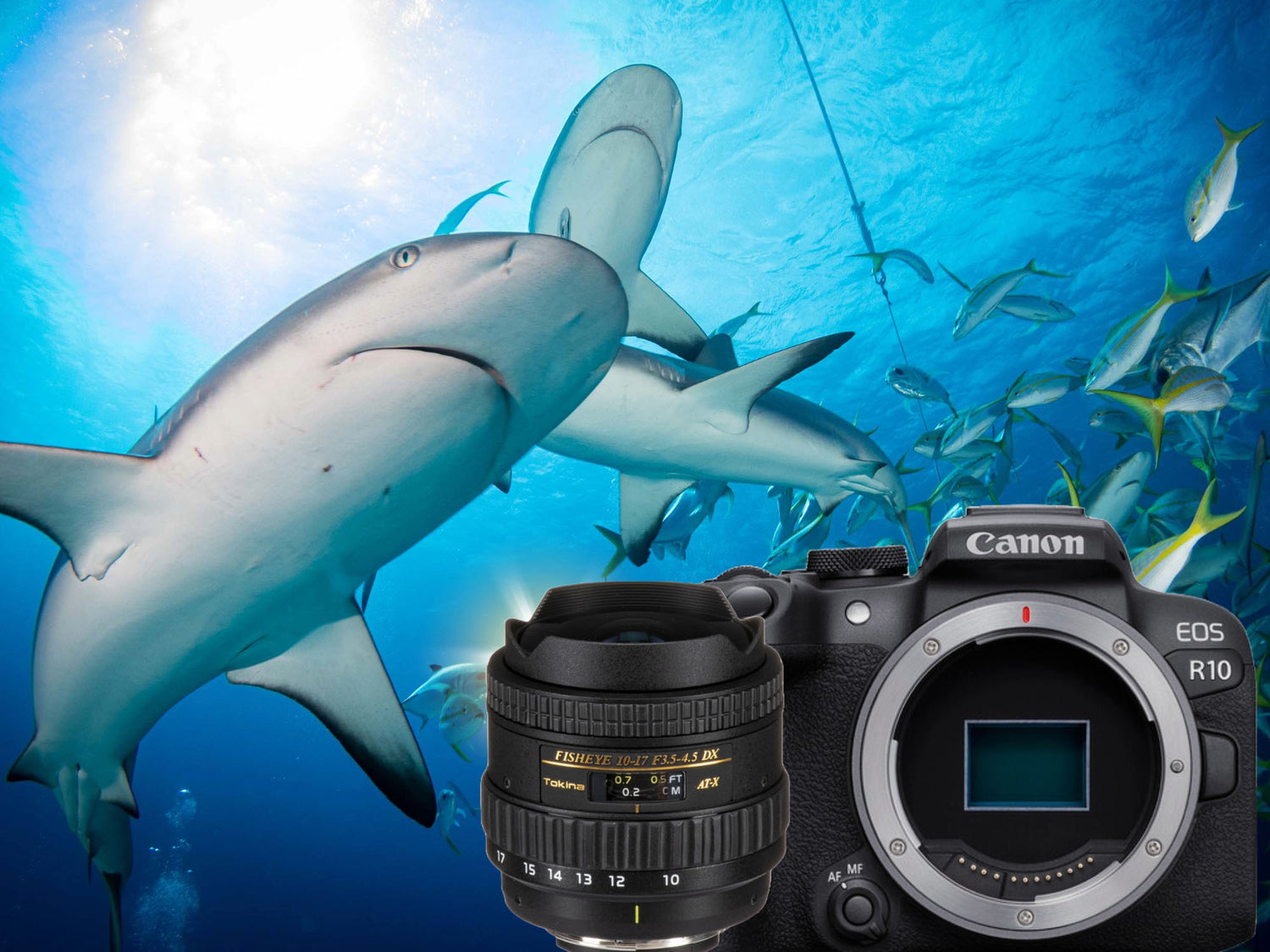 Tokina 10-17mm Fisheye on the Canon EOS R10 Review & Underwater Results