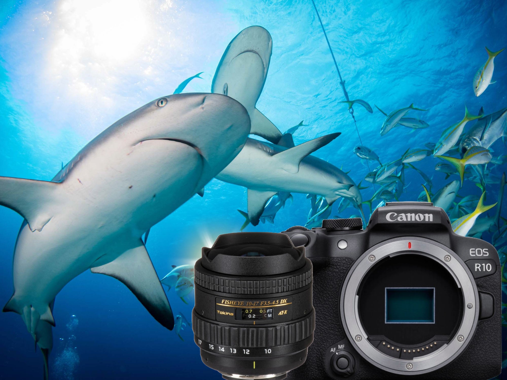 Tokina 10-17mm Fisheye on the Canon EOS R10 Review & Underwater Results