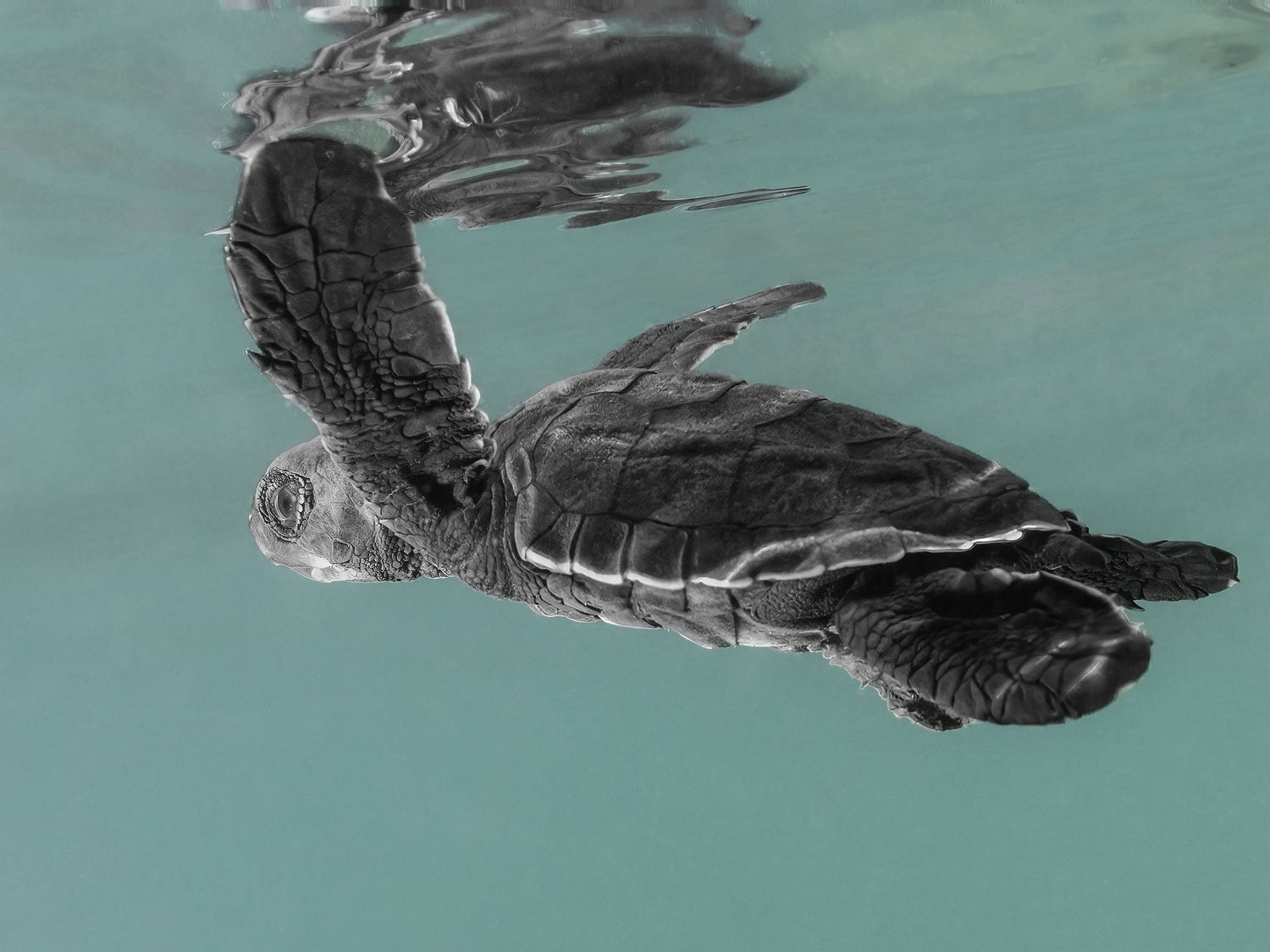 Baby turtle hatching swimming underwater for the first time. Image taken by Wessam Sam Atif in the Philippines with a Canon camera inside an Ikelite underwater housing.